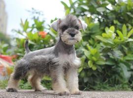 雪纳瑞犬价格多少钱