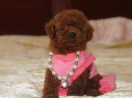 泰迪幼犬多少钱一只