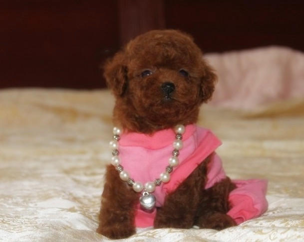 泰迪幼犬多少钱一只