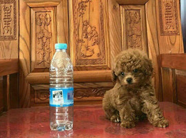 玩具体泰迪幼犬多少钱一只