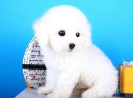 北京比熊犬多少钱价格