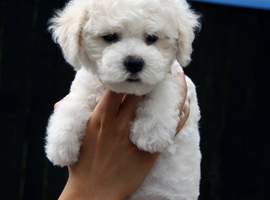 北京比熊多少钱价格