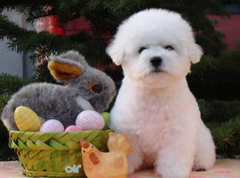 北京比熊多少钱价格