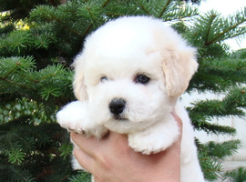 北京比熊犬多少钱价格