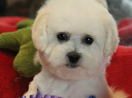 北京比熊犬多少钱价格