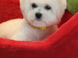 北京比熊犬多少钱价格