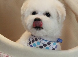 北京比熊犬多少钱价格