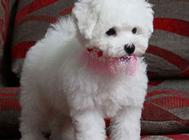 北京比熊犬多少钱价格