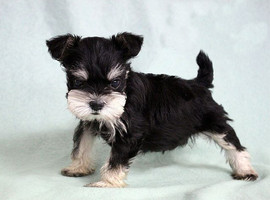 雪纳瑞犬价格多少钱