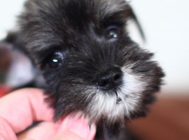 雪纳瑞犬价格多少钱