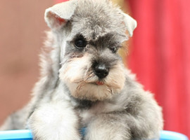 雪纳瑞犬价格多少钱