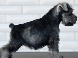 雪纳瑞犬价格多少钱