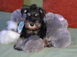 雪纳瑞犬价格多少钱