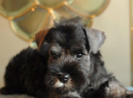 雪纳瑞犬价格多少钱