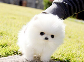 北京博美犬价格多少钱