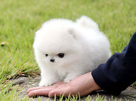 北京博美犬价格多少钱