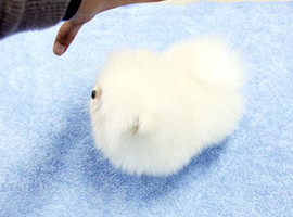 北京博美犬价格多少钱