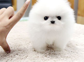 北京博美犬价格多少钱