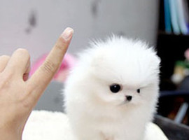 北京博美犬价格多少钱