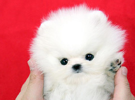 北京博美犬价格多少钱