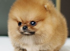 北京博美犬价格多少钱