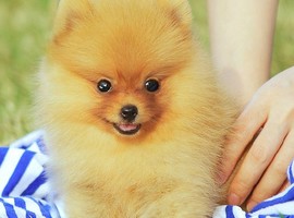 北京博美犬价格多少钱