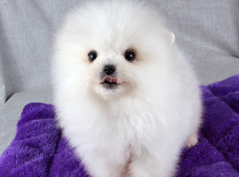 北京博美犬价格多少钱