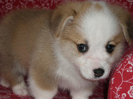 北京柯基犬幼犬价格多少钱