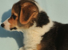 北京三色柯基犬幼犬价格多少钱