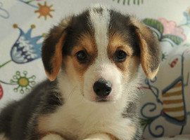 北京三色柯基犬幼犬价格多少钱