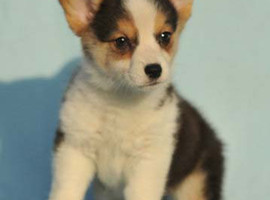 北京三色柯基犬幼犬价格多少钱