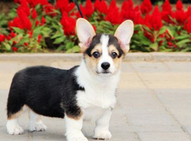 北京柯基幼犬价格多少钱