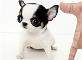 北京吉娃娃价格多少钱