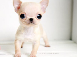 北京吉娃娃价格多少钱