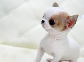 北京吉娃娃价格多少钱