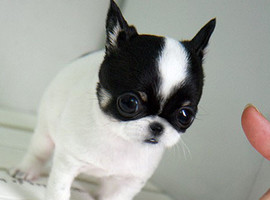 北京吉娃娃价格多少钱