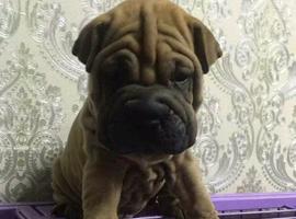 北京沙皮犬价格多少钱