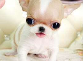 北京吉娃娃价格多少钱