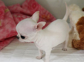 北京吉娃娃价格多少钱