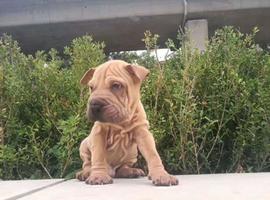 北京沙皮犬价格多少钱