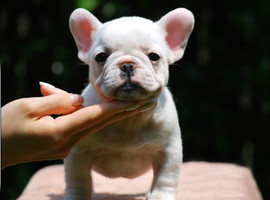 法国斗牛犬多少钱一只