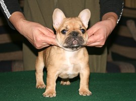 法国斗牛犬多少钱一只