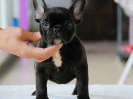 法国斗牛犬多少钱一只