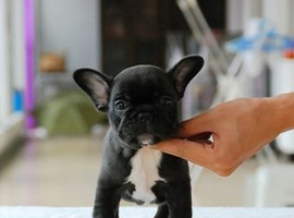 法国斗牛犬多少钱一只