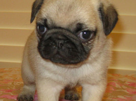 北京巴哥犬价格多少钱