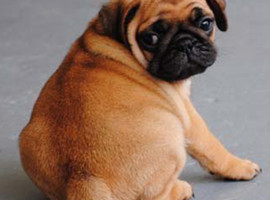 北京巴哥犬价格多少钱