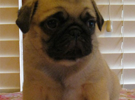 北京巴哥犬价格多少钱