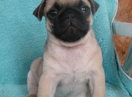 北京巴哥犬价格多少钱