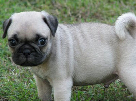 北京巴哥犬价格多少钱