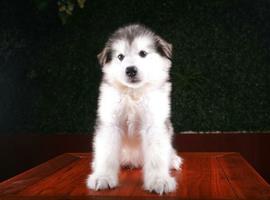 北京阿拉斯加犬价格多少钱